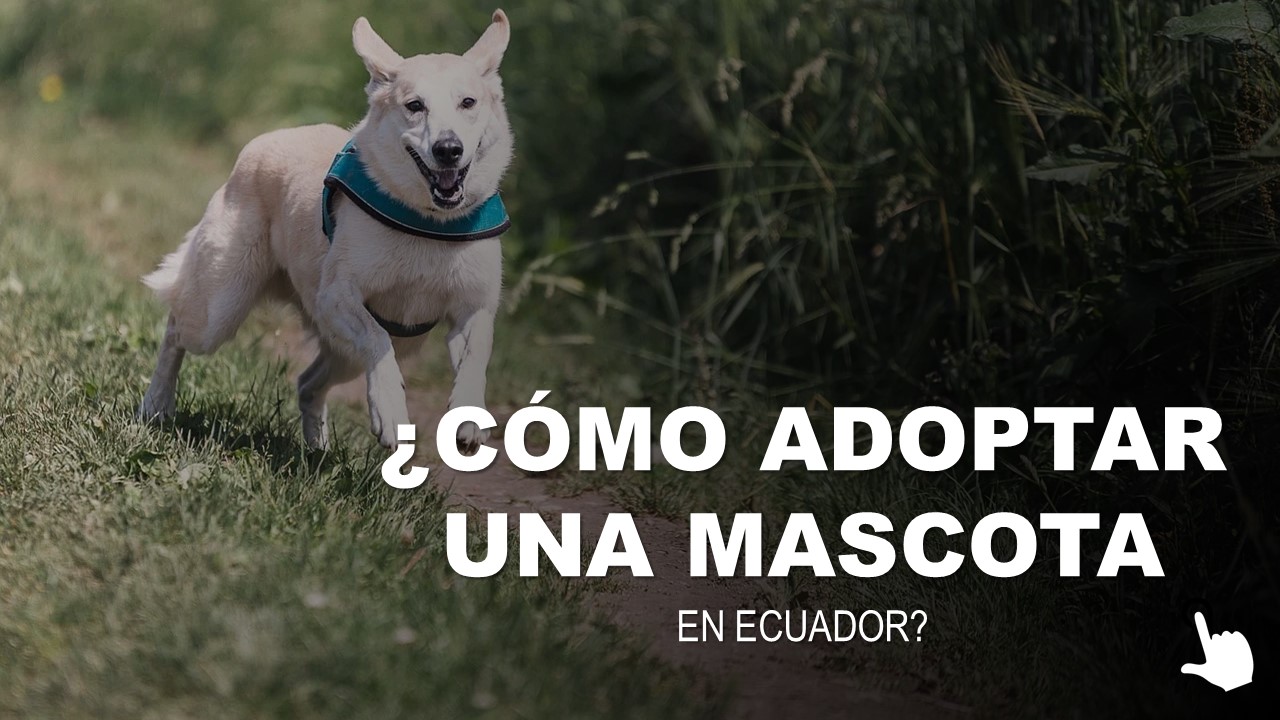 ¿Cómo Adoptar una Mascota en Ecuador? 2021