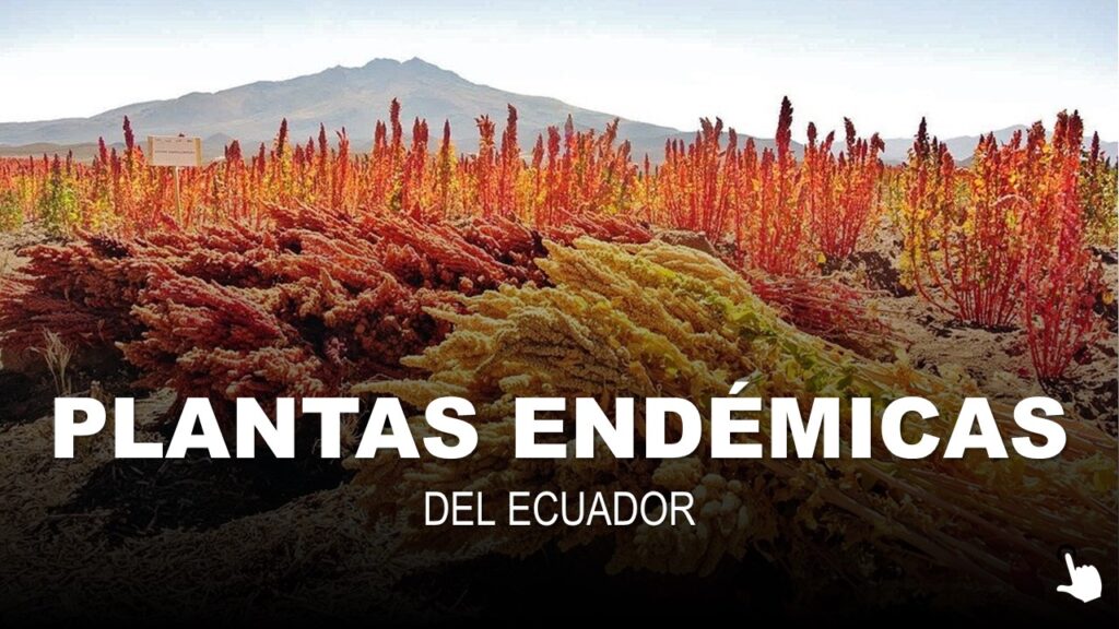 plantas endémicas del ecuador