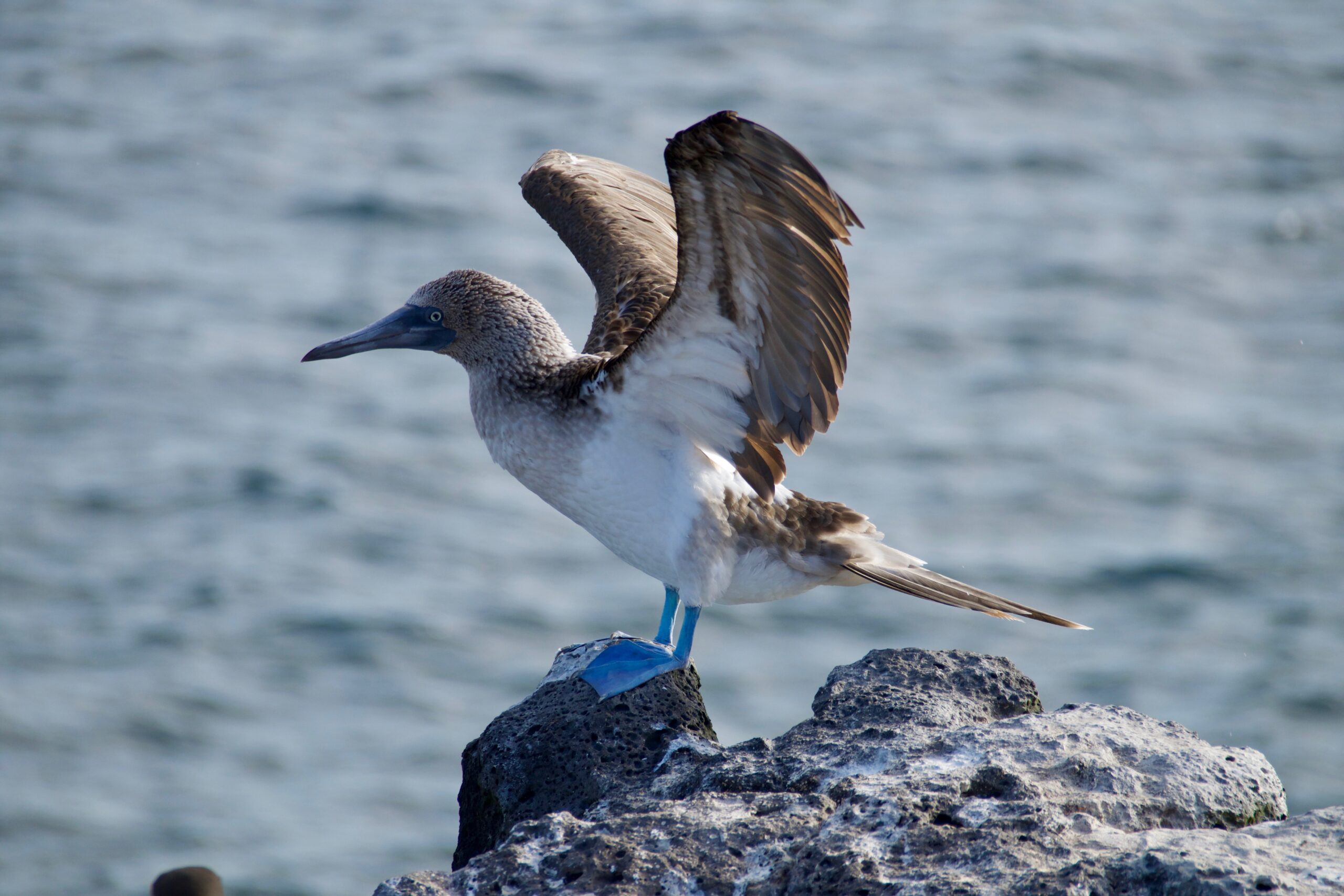provincialización de galápagos
en que año se incorporaron las islas galápagos al ecuador
historia de las islas galápagos para niños
que significa galápagos