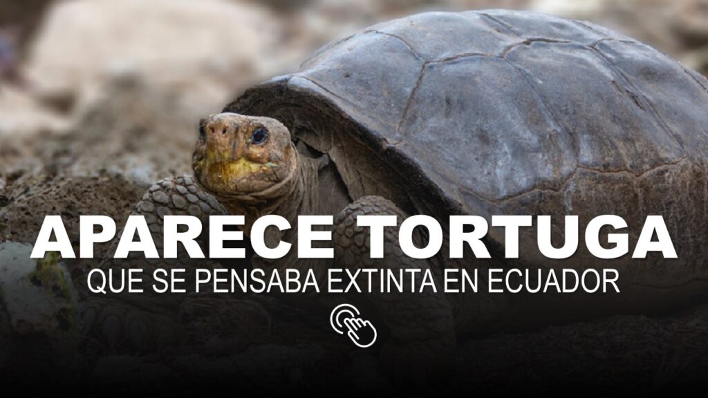 Aparece Especie de Tortuga Gigante que se pensaba extinta