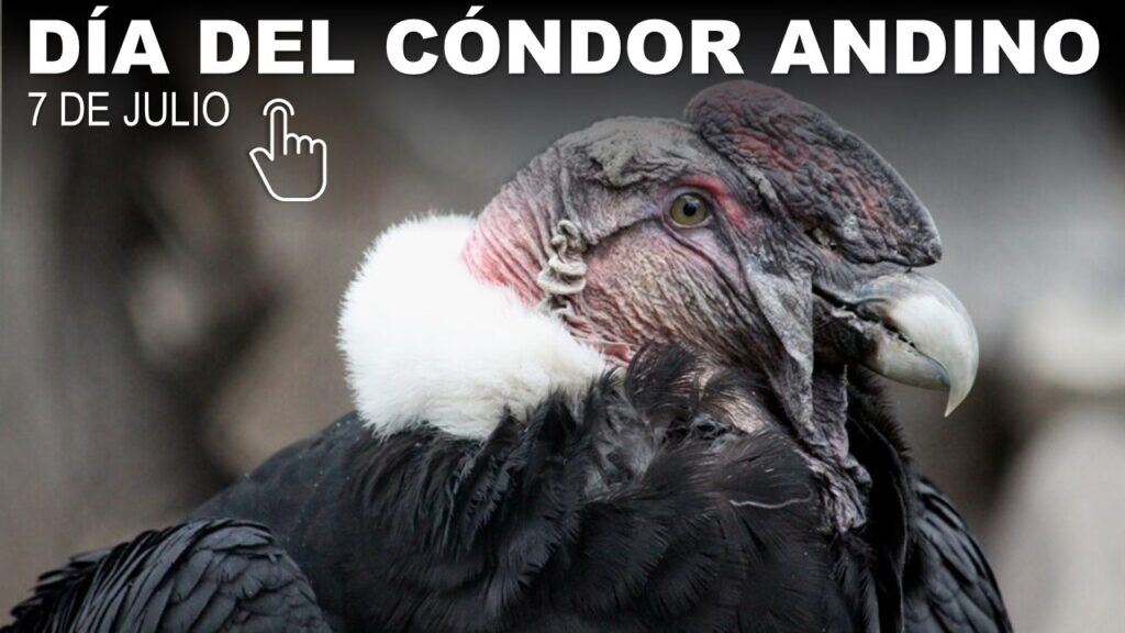 Día Nacional del Cóndor Andino 7 de Julio
